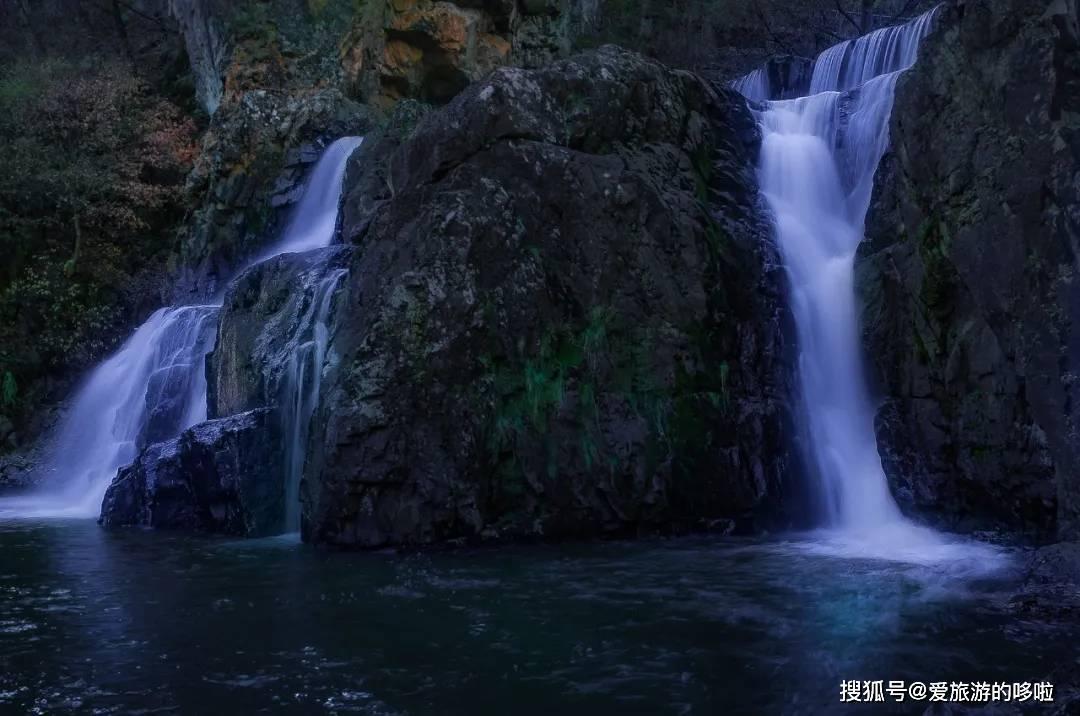狐尾山公园紫花风铃木盛放 花期持续至下周